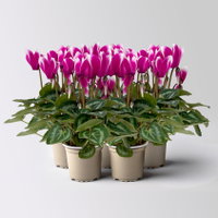 Alpenveilchen Outdoor 'Fantasia', Mini, lila-weiß, Topf-Ø 6 cm, 5 Pflanzen Alpenveilchen Outdoor 'Fantasia', Mini, lila-weiß, Topf-Ø 6 cm, 5 Pflanzen