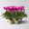 Alpenveilchen Outdoor 'Fantasia', Mini, lila-weiß, Topf-Ø 6 cm, 5 Pflanzen Alpenveilchen Outdoor 'Fantasia', Mini, lila-weiß, Topf-Ø 6 cm, 5 Pflanzen