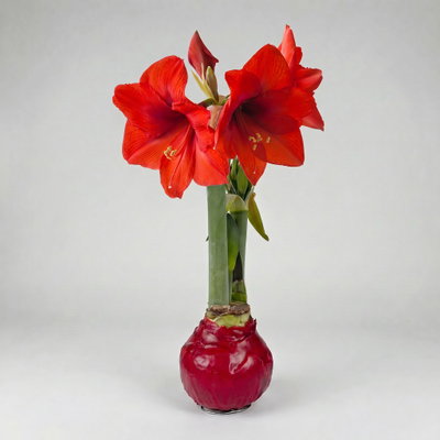 Amaryllis in Wachs XL, Dekor 'Basic Red', Blüte rot Amaryllis in Wachs XL, Dekor 'Basic Red', Blüte rot