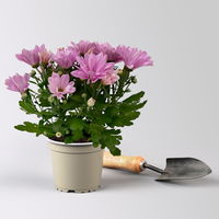 Chrysanthemen rosa, Topf-Ø 12 cm, 6 Stück