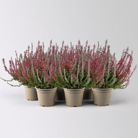 Calluna 'Lönneby' Twin, Fluffy, rot, Topf-Ø 13 cm, 6 Pflanzen Calluna 'Lönneby' Twin, Fluffy, rot, Topf-Ø 13 cm, 6 Pflanzen