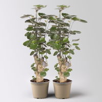 Polyscias 'Fabian', Topf-Ø 12 cm, Höhe ca. 50 cm, 2 Pflanzen