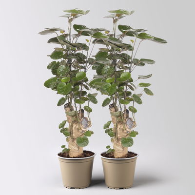 Polyscias 'Fabian', Topf-Ø 12 cm, Höhe ca. 50 cm, 2 Pflanzen