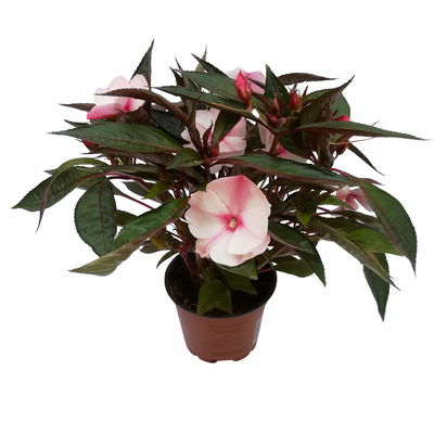 Edellieschen, weiß-rosa, Topf-Ø 12 cm, 6er-Set