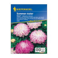 Blumensamen, Aster 'Opus', weiß & rosa
