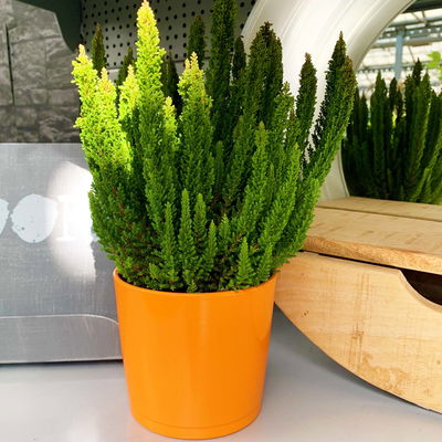 Besenheide SKYLINE® grün, Topf-Ø 13 cm, 3 Pflanzen