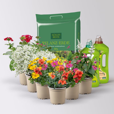 Pflanzenkreation 'Insektenbuffet', bunt, 6 Pflanzen inkl. Erde und Dünger