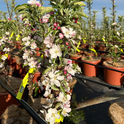 Kölle Bio Säulenapfel 'Goldcats'Ⓢ, Unterlage MM 111, Topf 10 Liter