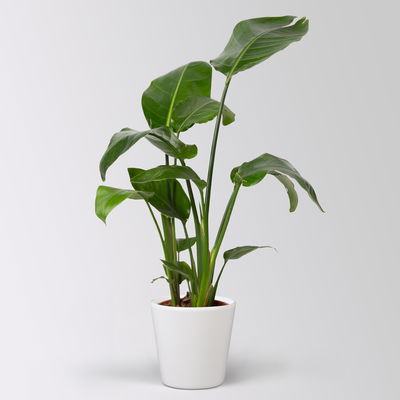 Strelitzia nicolai in Keramiktopf Dallas, Topf-Ø 17 cm, Höhe ca. 55 cm