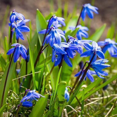 Scilla blau, vorgetrieben, Topf-Ø 10 cm, 6 Pflanzen