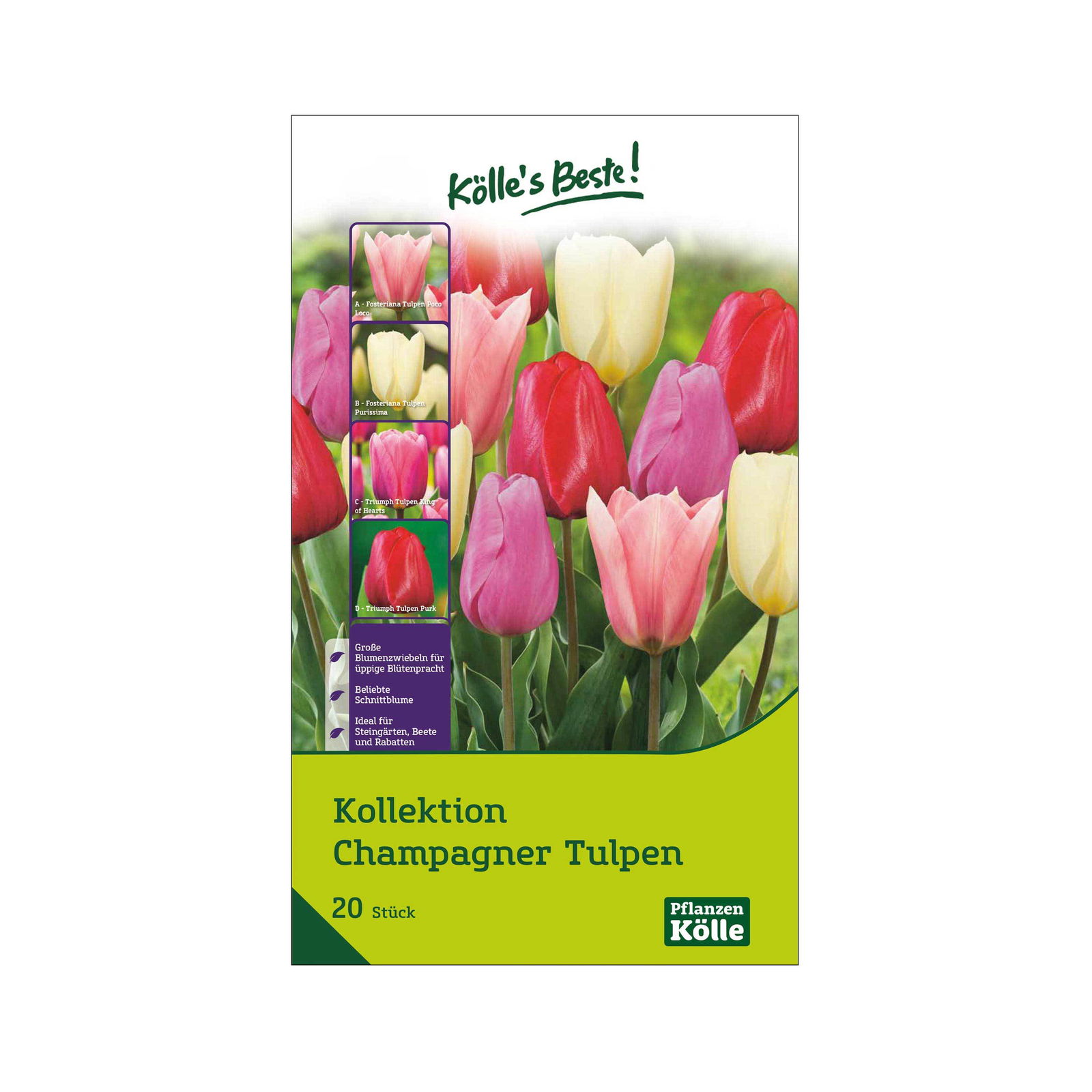 Kollektion 'Champagner-Tulpen', 20 Blumenzwiebeln, Größe 11/12