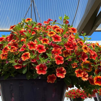 Zauberglöckchen, orange geadert, Ampeltopf-Ø 27 cm