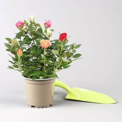 Rose 'Quadro'-,rosa, rot, weiß, orange, Topf-Ø 10,5 cm, 3 Pflanzen