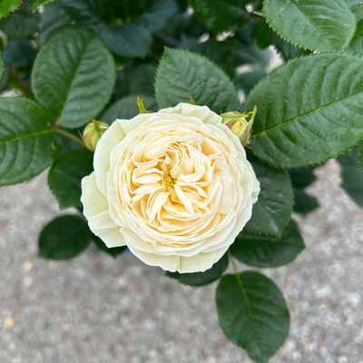 Duftende Strauchrose 'Artemis®', cremeweiß, Topf 5 Liter Duftende Strauchrose 'Artemis®', cremeweiß, Topf 5 Liter