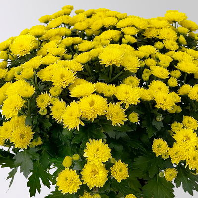 Chrysanthemen, gelb, Topf-Ø 14 cm, 4 Pflanzen Chrysanthemen, gelb, Topf-Ø 14 cm, 4 Pflanzen