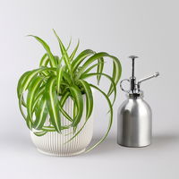 Grünlilie 'Bonnie', Topf-Ø 12 cm, inkl. Übertopf Vibes weiß, 2 Pflanzen Grünlilie 'Bonnie', Topf-Ø 12 cm, inkl. Übertopf Vibes weiß, 2 Pflanzen