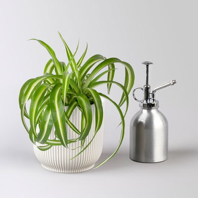 Grünlilie 'Bonnie', Topf-Ø 12 cm, inkl. Übertopf Vibes weiß, 2 Pflanzen Grünlilie 'Bonnie', Topf-Ø 12 cm, inkl. Übertopf Vibes weiß, 2 Pflanzen