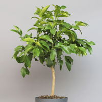 Bergamotte 'Bergamia', Stamm, Topf-Ø 20 cm, Höhe ca. 60 cm