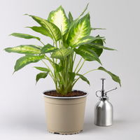 Dieffenbachie 'Camilla', Topf-Ø 17cm, Höhe ca. 50-60 cm, 2 Pflanzen