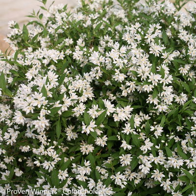 Weißer Sternenstrauch, Deutzia 'Yuki Snowflake'®, 5er-Set, Topf 3 Liter