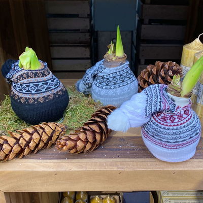 Amaryllis in Wachs XL, Dekor 'Mütze Skandinavien', Farbe zufällig, Blüte rot