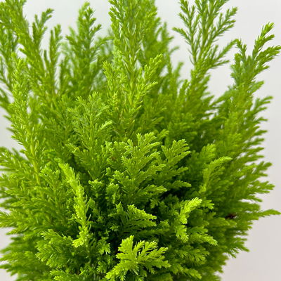 Gelbgrüne Kegelzypresse 'Ellwood's Empire', Topf-Ø 13 cm, 6 Pflanzen