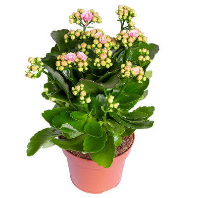 Kalanchoe 'Calandiva'®, rosa-weiß, Topf-Ø 12 cm, Höhe ca. 27,5 cm, 6er-Set