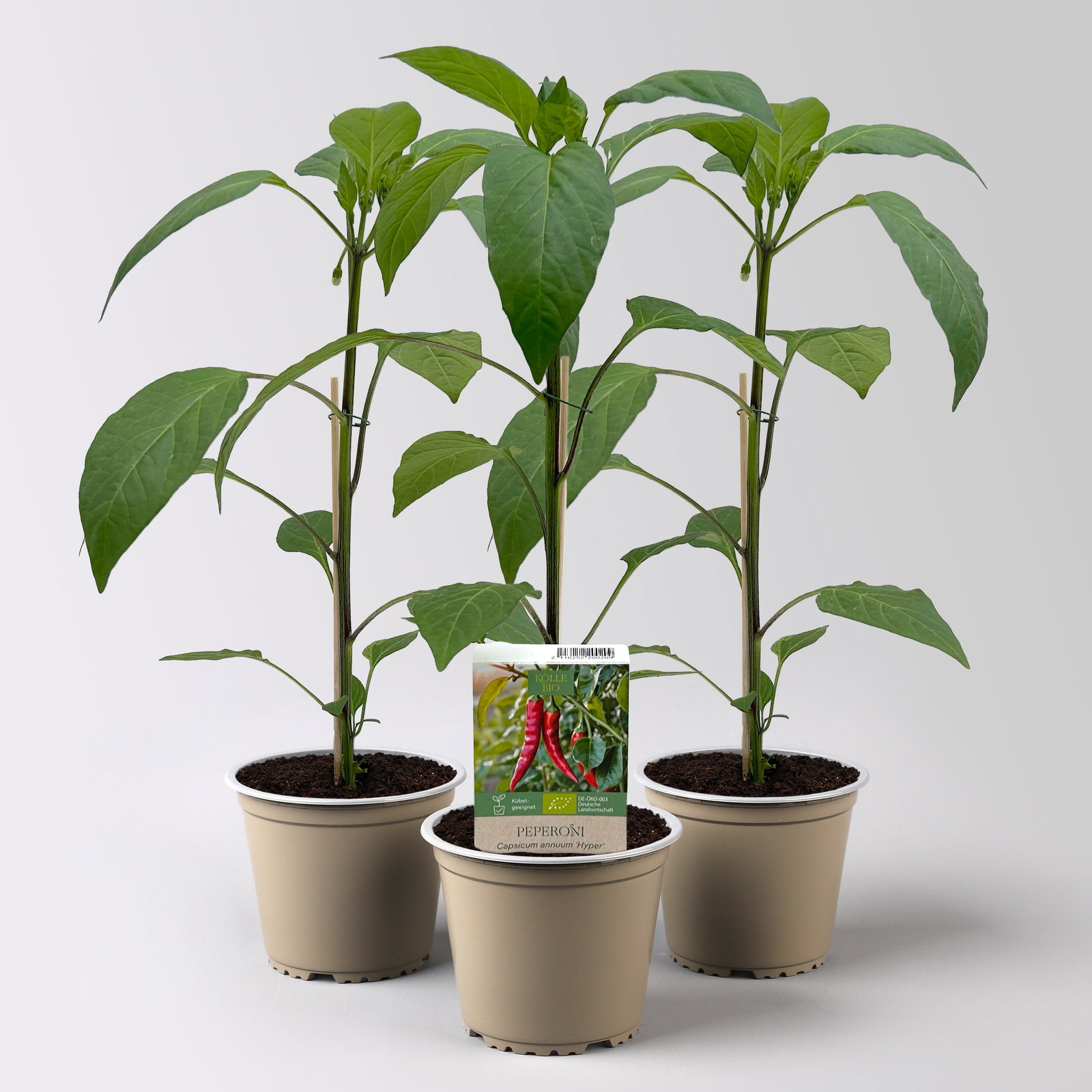 Bio Peperoni 'Hyper', Topf-Ø 12 cm, 3 Pflanzen