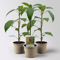 Bio Peperoni 'Hyper', Topf-Ø 12 cm, 3 Pflanzen