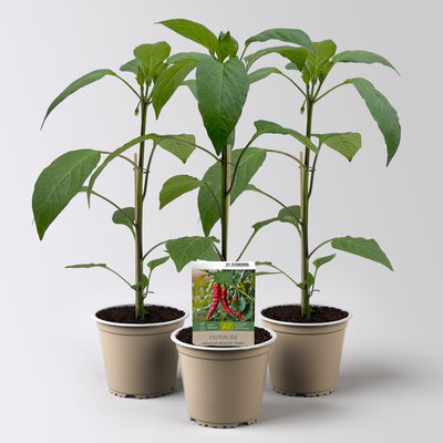 Bio Peperoni 'Hyper', Topf-Ø 12 cm, 3 Pflanzen