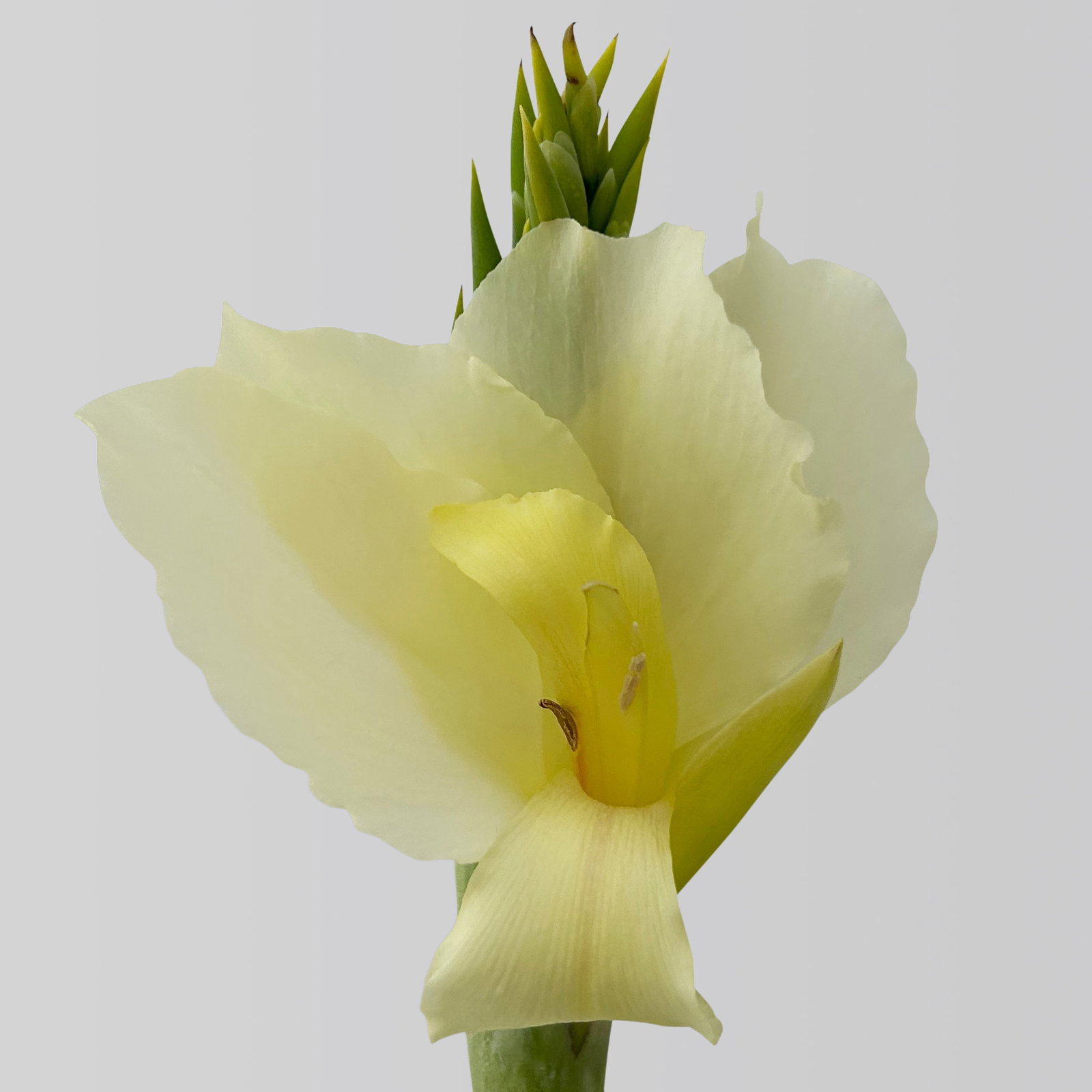 Canna 'Alaska', weiß, Topf-Ø 17 cm, 2 Pflanzen Canna 'Alaska', weiß, Topf-Ø 17 cm, 2 Pflanzen