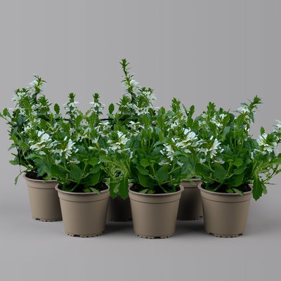 Fächerblume, weiß, Topf-Ø ca. 12 cm, 6 Pflanzen Fächerblume, weiß, Topf-Ø ca. 12 cm, 6 Pflanzen