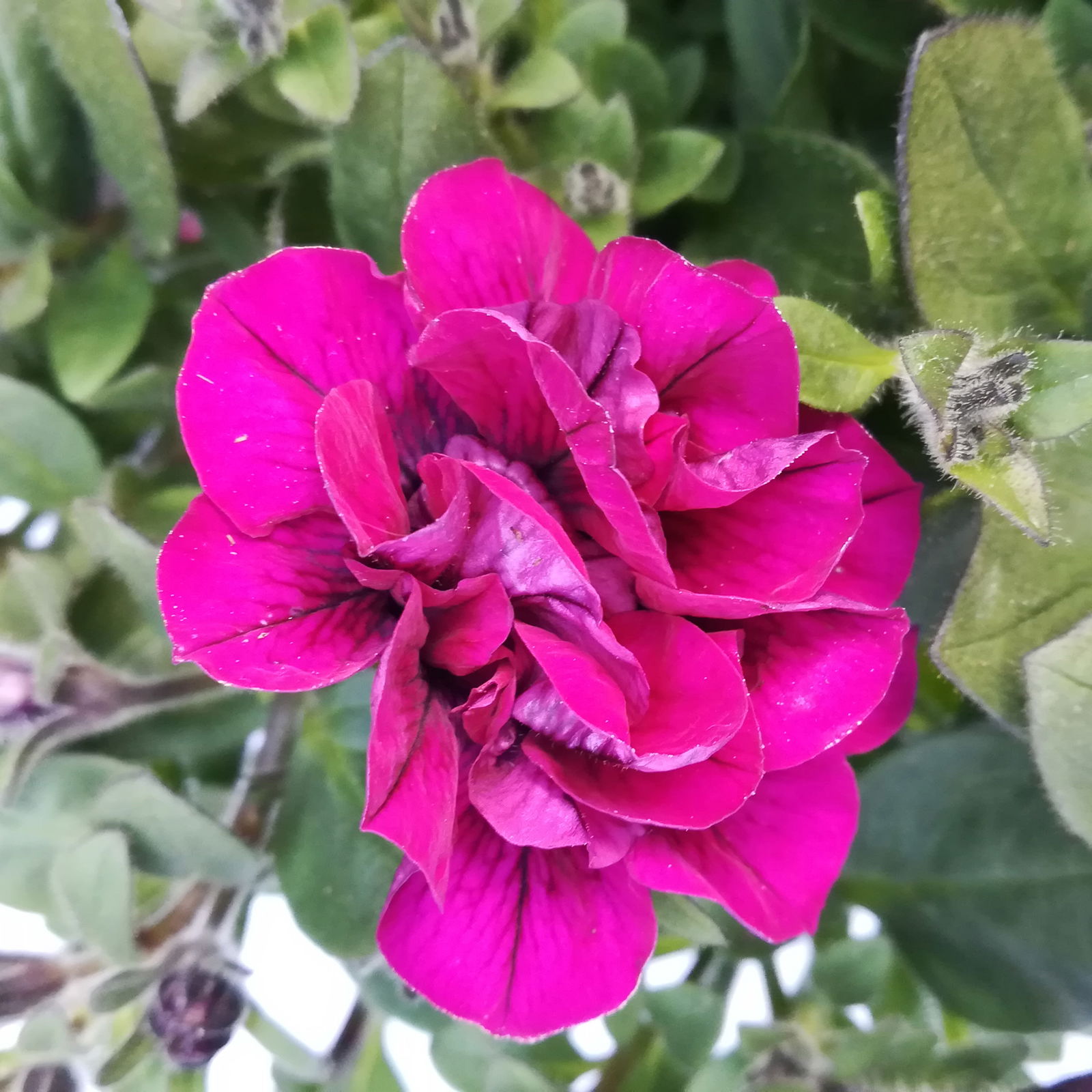 Petunie lila, gefüllt, hängend, Topf-Ø 13 cm, 6 Pflanzen