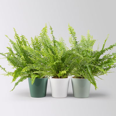 Schwertfarn in Übertopf Dallas seegrün, gl.blau & weiß, Topf-Ø 12cm, 3 Pflanzen Schwertfarn in Übertopf Dallas seegrün, gl.blau & weiß, Topf-Ø 12cm, 3 Pflanzen