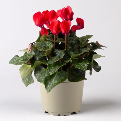 Alpenveilchen Mix, Farbe zufällig, Topf-Ø 10,5 cm, Höhe ca. 23 cm, 8 Pflanzen Alpenveilchen Mix, Farbe zufällig, Topf-Ø 10,5 cm, Höhe ca. 23 cm, 8 Pflanzen