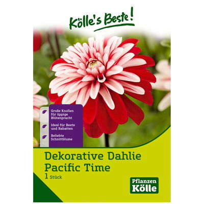 Dahlie 'Pacific Time', rot, 1 Blumenknolle