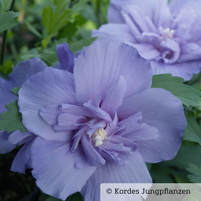 Duo-Gartenhibiskus 'Blue Chiffon®' und 'White Chiffon®', blau + weiß, 5 lt. Topf Duo-Gartenhibiskus 'Blue Chiffon®' und 'White Chiffon®', blau + weiß, 5 lt. Topf