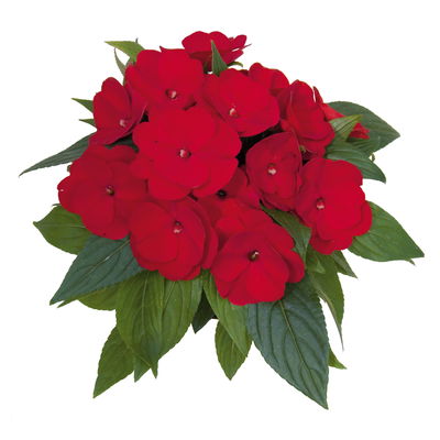 Edellieschen dunkelrot, Topf-Ø 12 cm, 6er-Set