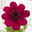 Schokoladenblume, 6er-Set, dunkelrot, Topf 13 cm Ø
