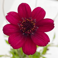 Schokoladenblume, 6er-Set, dunkelrot, Topf 13 cm Ø