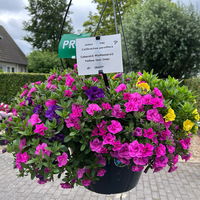 Zauberglöckchen Trio 'Yellow Jazz', gelb-lila-rosa, Topf-Ø 13 cm, 6 Pflanzen