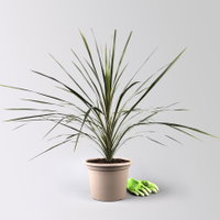 Keulenlilie 'Variegata', grün-weiß, Topf-Ø 24 cm Keulenlilie 'Variegata', grün-weiß, Topf-Ø 24 cm