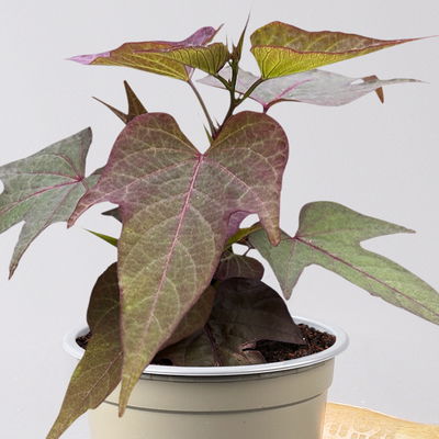 Süßkartoffel, bronzelaubig, Zierform, Topf-Ø 12 cm, 6er-Set Süßkartoffel, bronzelaubig, Zierform, Topf-Ø 12 cm, 6er-Set