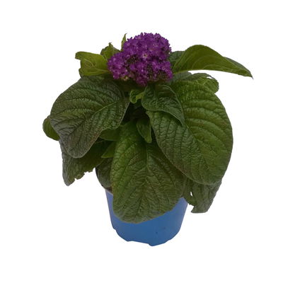 Vanilleblume lilablau, Topf-Ø 12 cm, 6er-Set