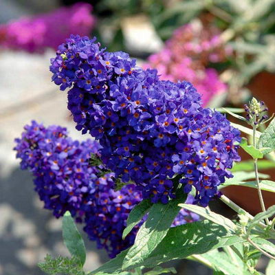 Zwerg-Sommerflieder, Buddleja davidii BUZZ™ 'Midnight'(s), schwarzblau, Topf 5 l Zwerg-Sommerflieder, Buddleja davidii BUZZ™ 'Midnight'(s), schwarzblau, Topf 5 l