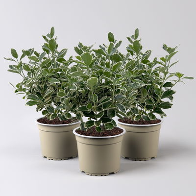 Japanischer Spindelstrauch 'Kathy'Ⓢ, Topf-Ø 13 cm, 3er-Set Japanischer Spindelstrauch 'Kathy'Ⓢ, Topf-Ø 13 cm, 3er-Set