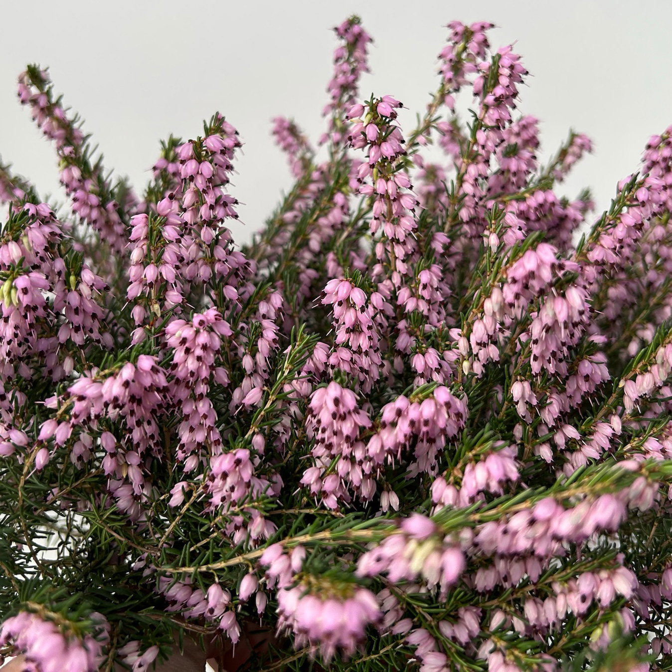 Winterheide, rosa, Topf-Ø 13 cm, 6 Pflanzen