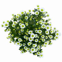 Chrysanthemen 'Madiba® White', weiß, Topf-Ø 14 cm, 4er-Set