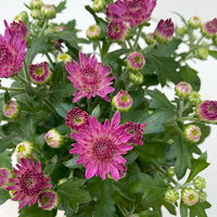 Chrysanthemen, Farben nach Verfügbarkeit, Topf-Ø 10,5 cm, 8er-Set