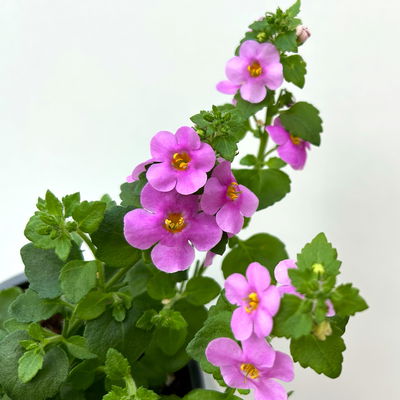 Schneeflockenblume pink, Topf-Ø 12 cm, 6er-Set